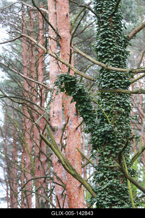 Kámoni Arborétm, Szombathely-stock-foto