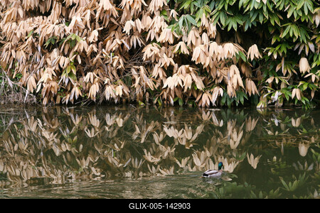 Kámoni Arborétm, Szombathely-stock-foto