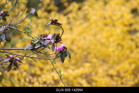 Kámoni Arborétm, Szombathely-stock-foto