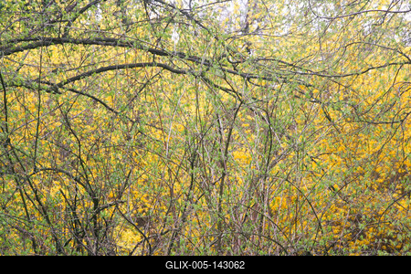 Kámoni Arborétm, Szombathely-stock-foto