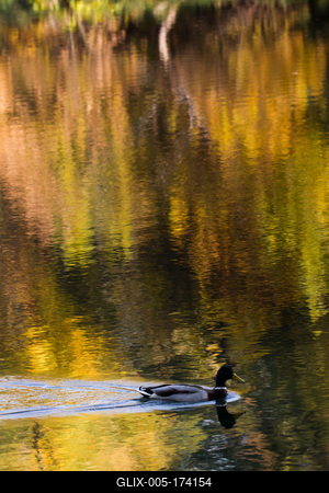 Õszi tájképek Budatétény Hárosnál.2012.10.21.Fotó:Vörös Szilárd-stock-foto