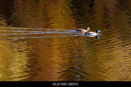 Õszi tájképek a Hárosi-öbölben.2021.11.11.Fotó:Vörös Szilárd-stock-foto