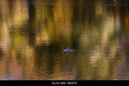 Õszi tájképek a Hárosi-öbölben.2021.11.11.Fotó:Vörös Szilárd-stock-foto
