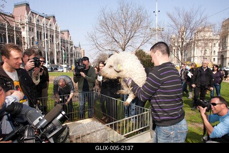 Sertéstenyésztők tüntetése-stock-foto