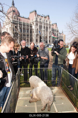 Sertéstenyésztők tüntetése-stock-foto