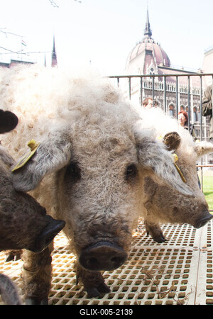 Sertéstenyésztők tüntetése-stock-foto