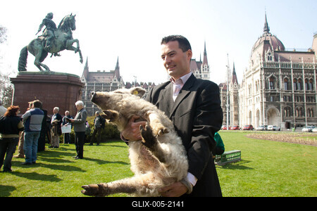 Sertéstenyésztők tüntetése-stock-foto