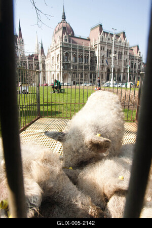 Sertéstenyésztők tüntetése-stock-foto