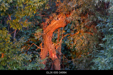 Erdőrészlet napfelkeltekor-stock-foto