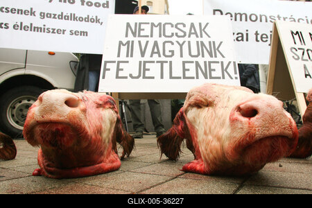 Tejtermelők demonstrációja-stock-foto