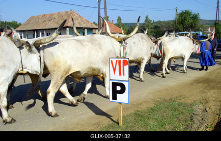 Felállították a palócok keresztjét Herencsényben-stock-foto