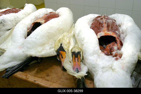 Gyurcsány Ferenc az Állategészségügyi Intézetben-stock-foto