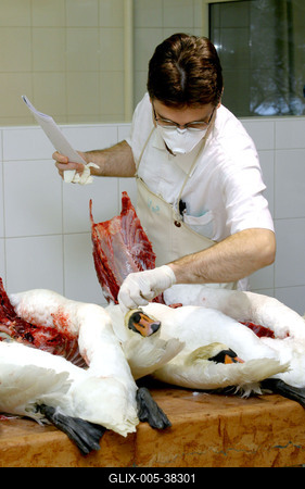 Gyurcsány Ferenc az Állategészségügyi Intézetben-stock-foto