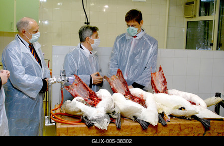 Gyurcsány Ferenc az Állategészségügyi Intézetben-stock-foto