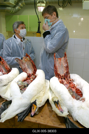 Gyurcsány Ferenc az Állategészségügyi Intézetben-stock-foto
