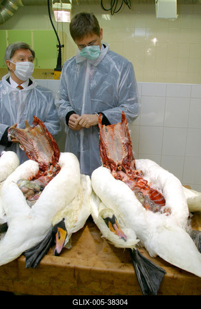 Gyurcsány Ferenc az Állategészségügyi Intézetben-stock-foto