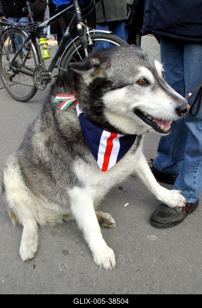 Március 15-i megemlékezés-stock-foto