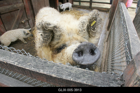 Mangalica-stock-foto