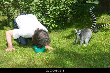 Átadták a makikifutót az Állatkertben-stock-foto