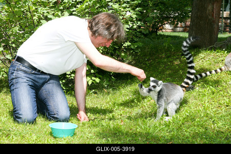 Átadták a makikifutót az Állatkertben-stock-foto
