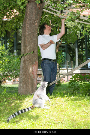 Átadták a makikifutót az Állatkertben-stock-foto