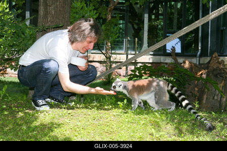 Átadták a makikifutót az Állatkertben-stock-foto