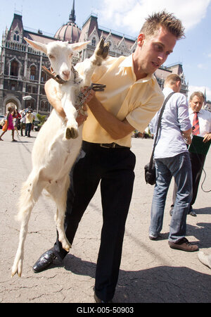 Kecske Orbán Viktornak-stock-foto