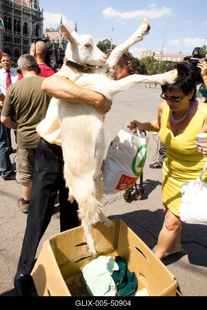Kecske Orbán Viktornak-stock-foto