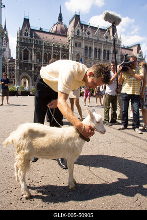 Kecske Orbán Viktornak-stock-foto