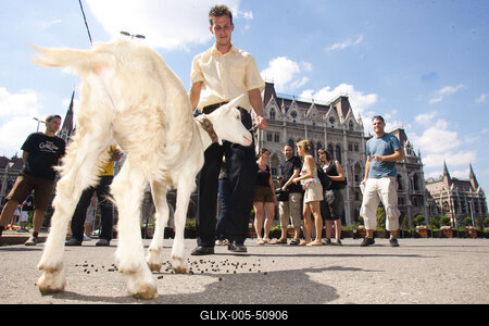 Kecske Orbán Viktornak-stock-foto
