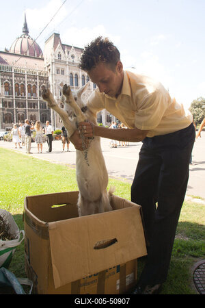 Kecske Orbán Viktornak-stock-foto