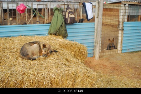 Állatmenhely-stock-foto