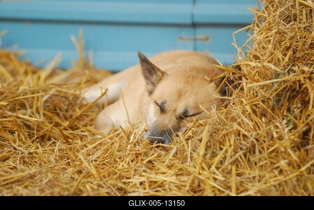 Állatmenhely-stock-foto