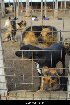 Állatmenhely-stock-foto