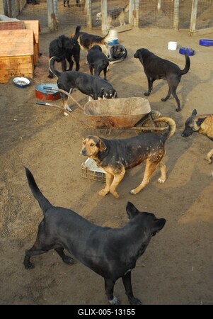 Állatmenhely-stock-foto