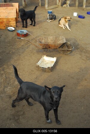 Állatmenhely-stock-foto