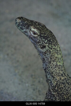 Budapestre érkezett a komodói sárkány-stock-foto