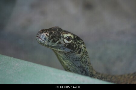 Budapestre érkezett a komodói sárkány-stock-foto