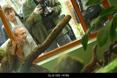 Budapestre érkezett a komodói sárkány-stock-foto