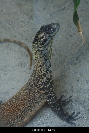 Budapestre érkezett a komodói sárkány-stock-foto