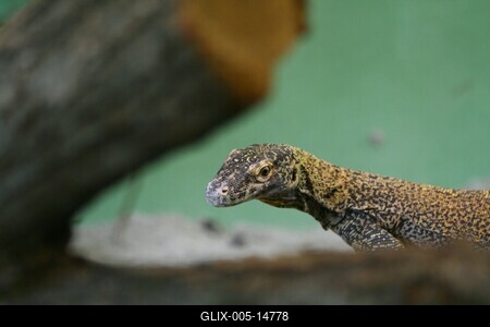 Budapestre érkezett a komodói sárkány-stock-foto