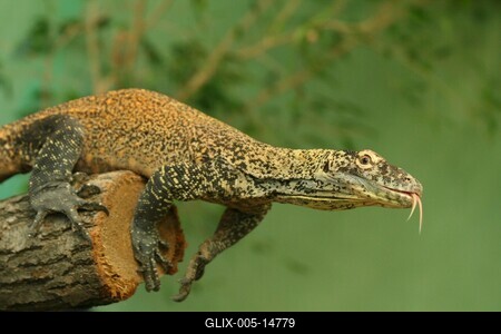 Budapestre érkezett a komodói sárkány-stock-foto
