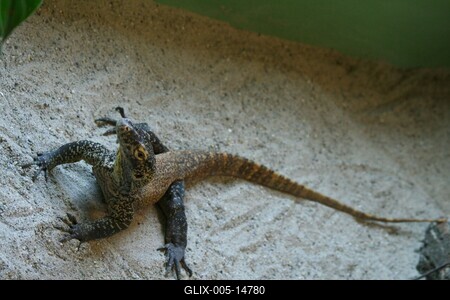 Budapestre érkezett a komodói sárkány-stock-foto