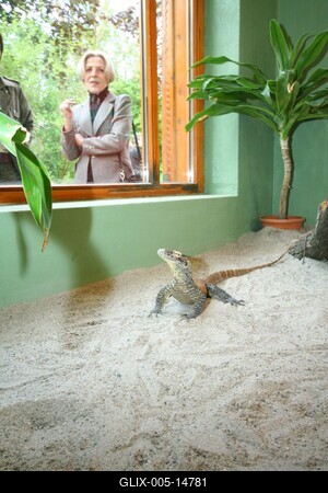 Budapestre érkezett a komodói sárkány-stock-foto