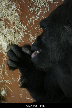 Gorillakölyök született a fővárosi állatkertben-stock-foto