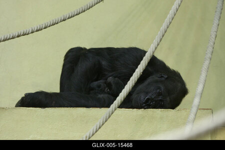 Gorillakölyök született a fővárosi állatkertben-stock-foto