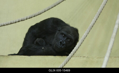 Gorillakölyök született a fővárosi állatkertben-stock-foto