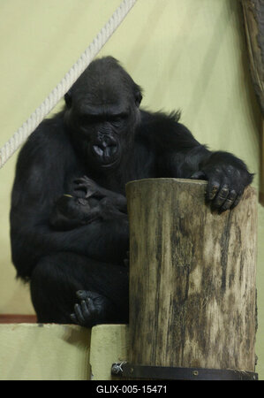 Gorillakölyök született a fővárosi állatkertben-stock-foto