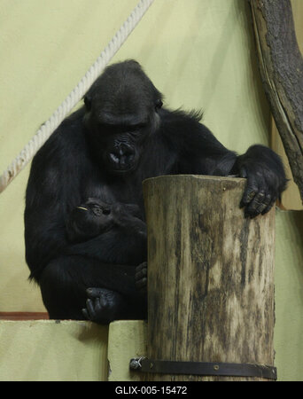 Gorillakölyök született a fővárosi állatkertben-stock-foto