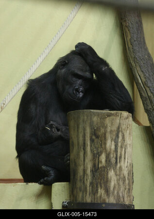 Gorillakölyök született a fővárosi állatkertben-stock-foto